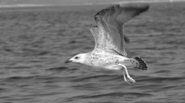 You are not an ordinary gull