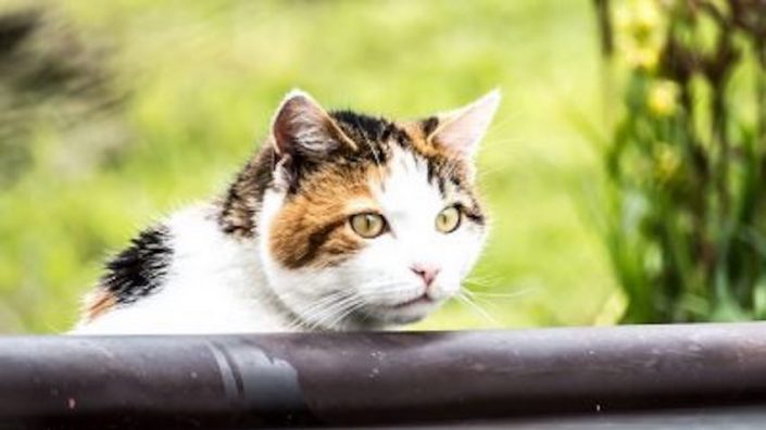 Znatiželja ne ubija